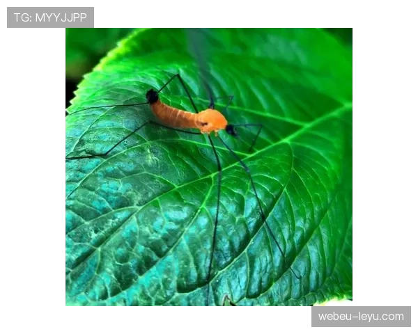 格列兹曼情绪管理获赞誉：球场内外展现大将风范