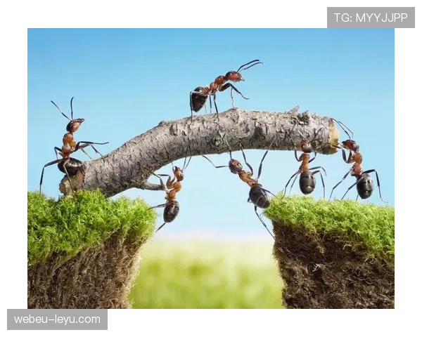 马塔团队贡献引热议，集体协作彰显团结精神